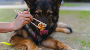 How Often Should You Feed Your Dog? A Complete Feeding Schedule by Age bigmanlab
