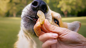 Is Grain-Free Dog Food Actually Better for Dogs? bigmanlab