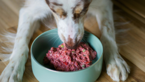 How Often Should You Feed Your Dog? A Complete Feeding Schedule by Age bigmanlab