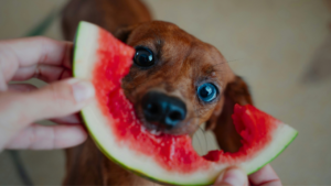 How to Switch Dog Food Safely: 7 Simple Steps to Avoid Digestive Problems bigmanlab