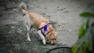Common Dog Behavior Problems and How to Fix Them (Step-by-Step Guide) bigmanlab