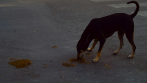 Common Dog Behavior Problems and How to Fix Them (Step-by-Step Guide) bigmanlab