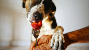 Can Dogs Eat Human Food Instead of Dog Food? bigmanlab