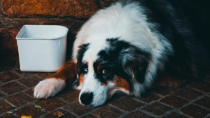 Is Cheap Dog Food Bad for Dogs? bigmanlab