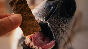 What Can Dogs Eat? 25 Human Foods That Are Safe (and Healthy) for Dogs bigmanlab