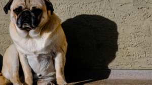 How to Help Your Dog Lose Weight: 15 Vet-Approved Tips That Actually Work bigmanlab