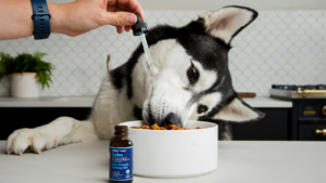 Best Dog Foods for Sensitive Stomachs: 12 Options Recommended by Experts bigmanlab