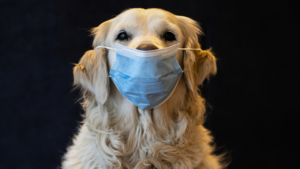 Signs Your Dog Is Sick: 18 Symptoms You Should Never Ignore bigmanlab