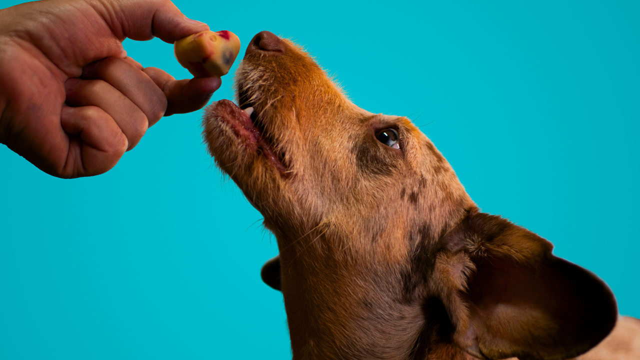 How Often Should You Feed Your Dog? A Complete Feeding Schedule by Age bigmanlab