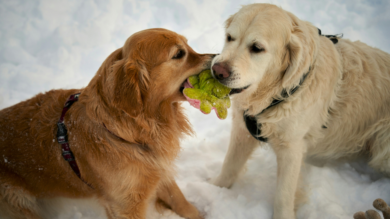 How Often Should You Feed Your Dog? A Complete Feeding Schedule by Age bigmanlab