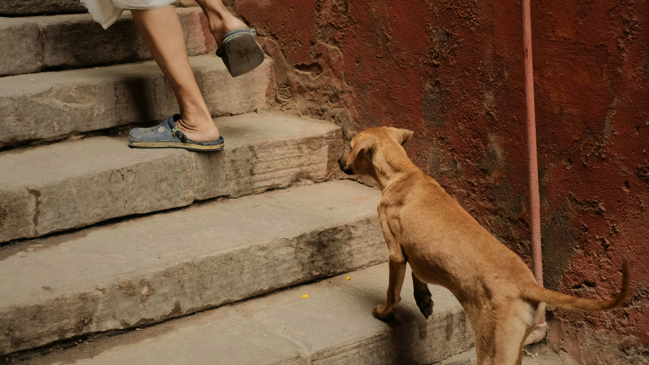 Common Dog Behavior Problems and How to Fix Them (Step-by-Step Guide) bigmanlab