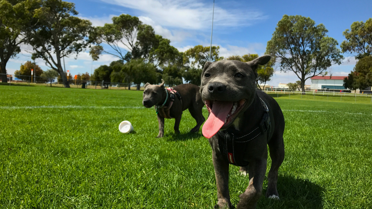 Best Dog Treats for Training: 14 Healthy and High-Value Rewards bigmanlab