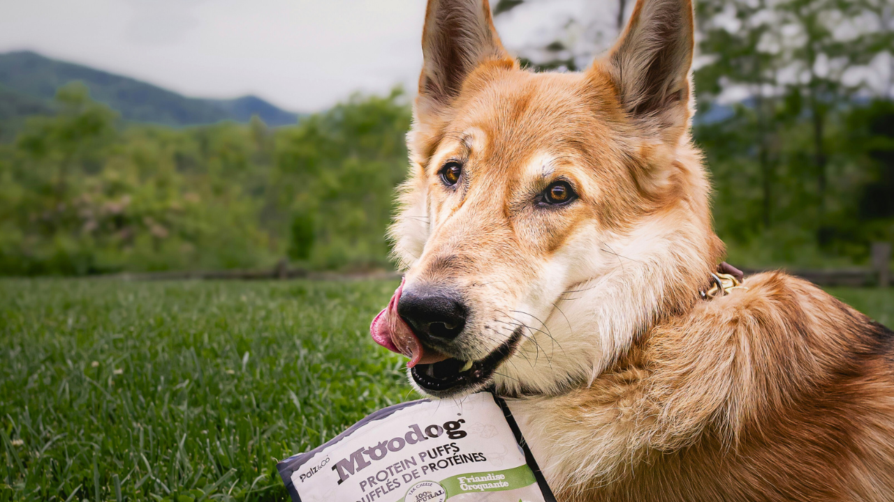 Is Grain-Free Dog Food Actually Better for Dogs? bigmanlab
