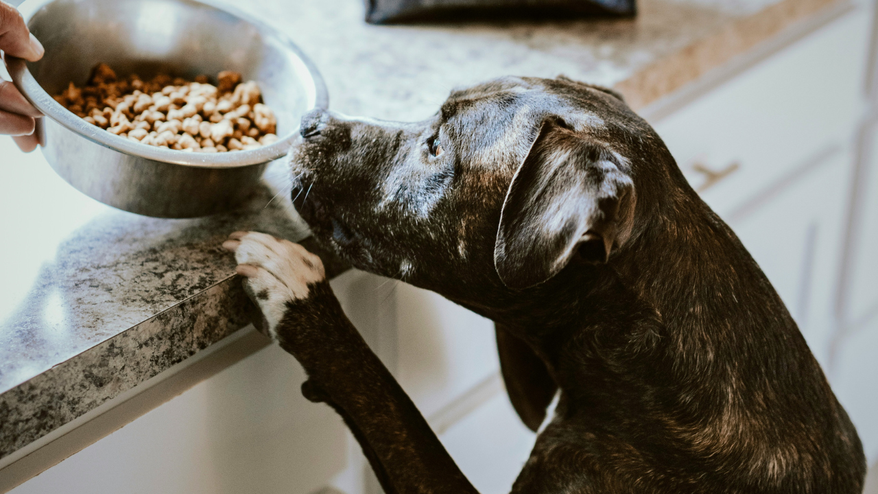 How Much Dry Dog Food Should I Feed My Dog Per Day? bigmanlab