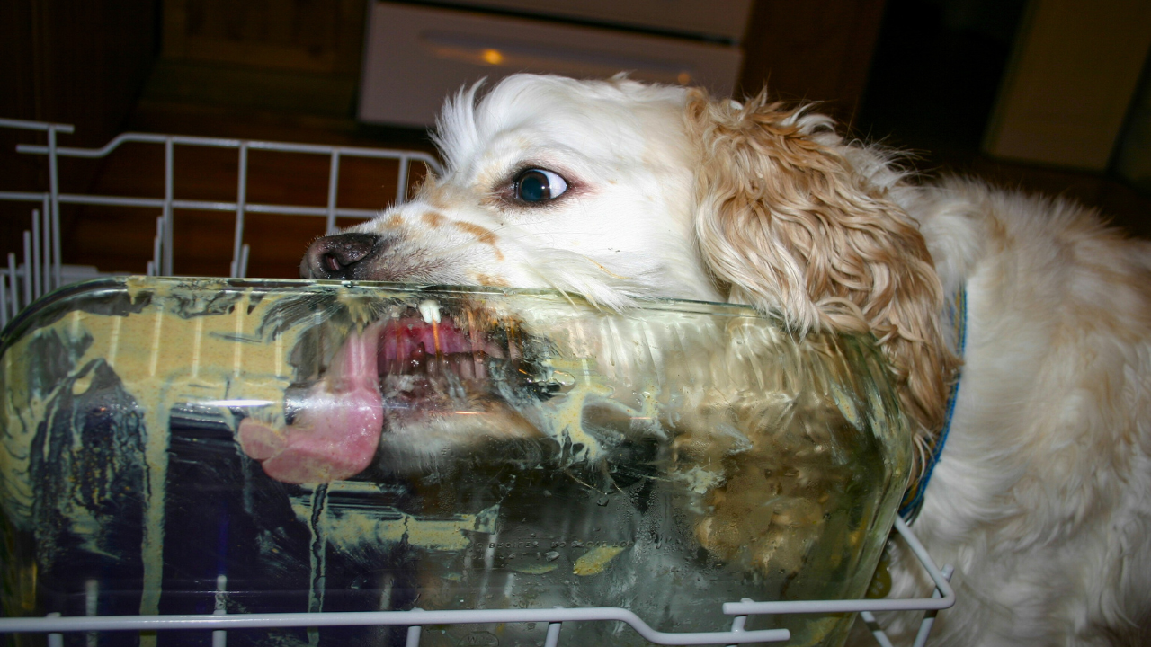 Wet vs Dry Dog Food: Which Is Healthier for Dogs? bigmanlab