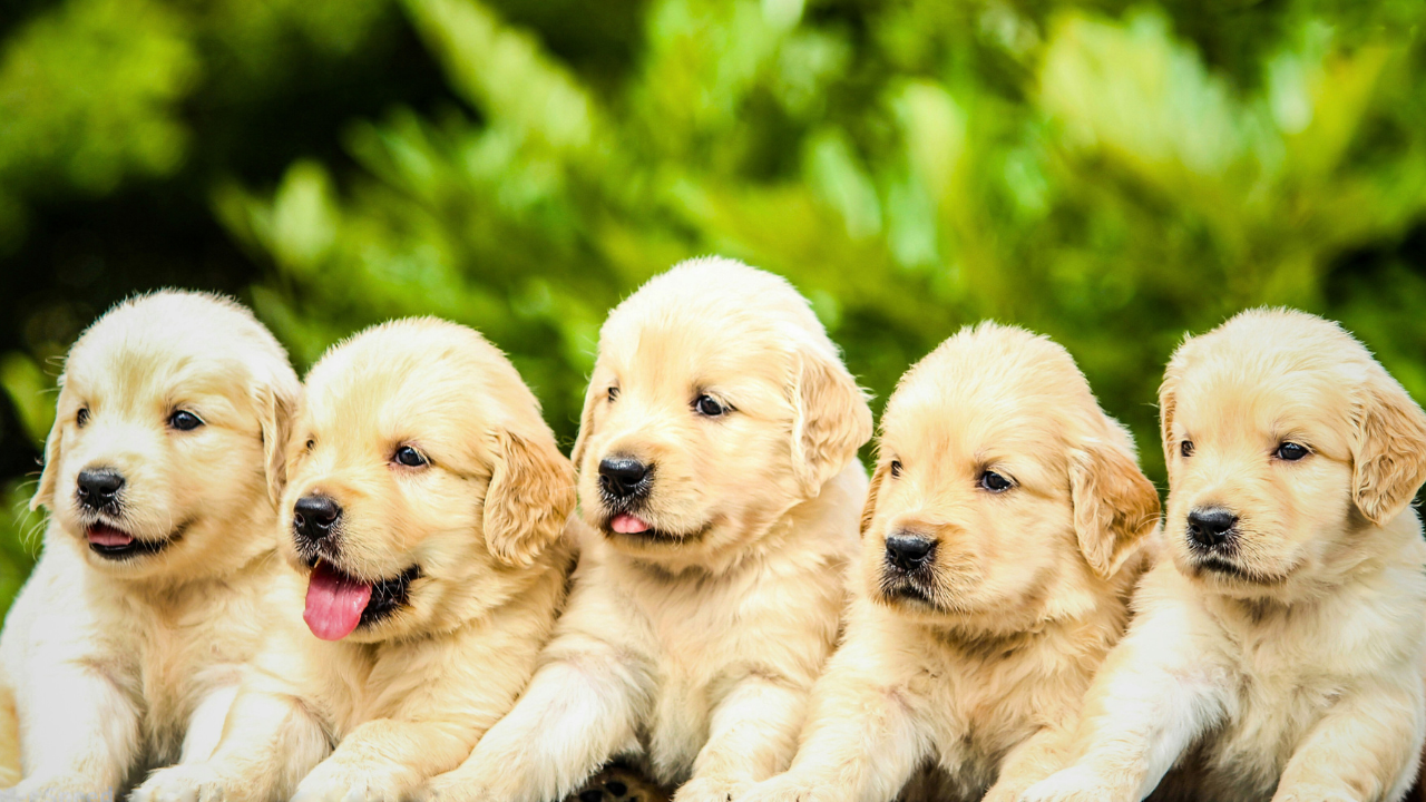 Can Puppies Eat Adult Dog Food? bigmanlab