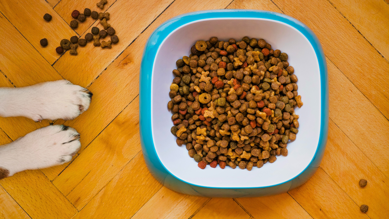 What Ingredients Should I Avoid in Dog Food? bigmanlab