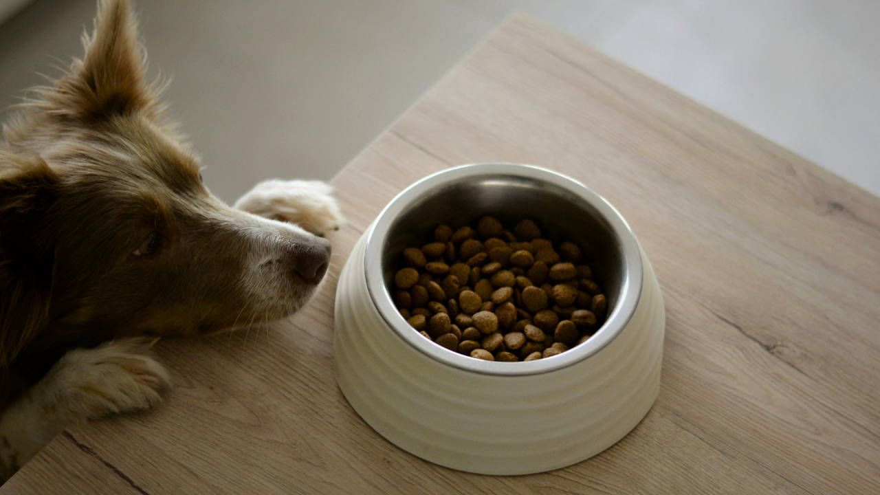 How Long Does Dog Food Last Once Opened? Complete Guide to Shelf Life & Safe Storage bigmanlab