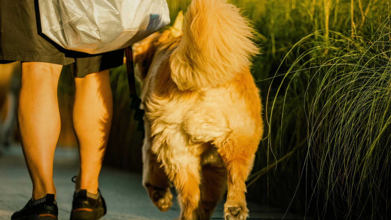 How to Help Your Dog Lose Weight: 15 Vet-Approved Tips That Actually Work bigmanlab