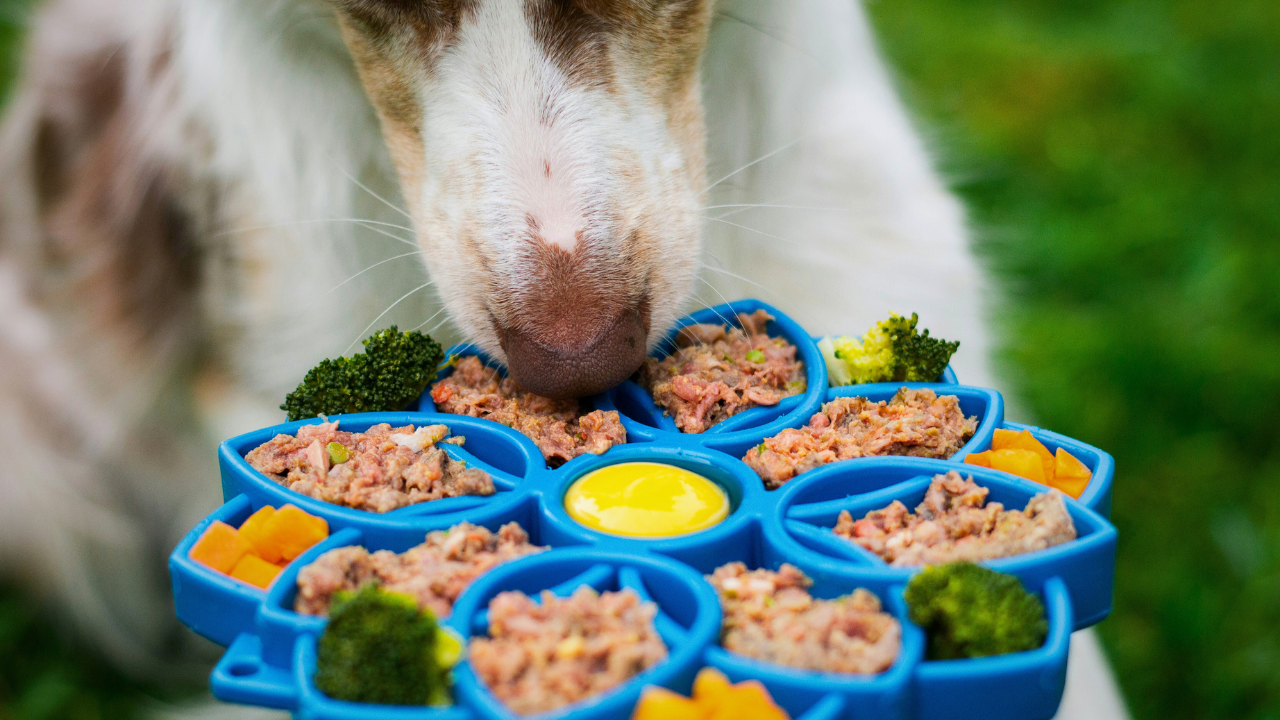 Best Dog Foods for Sensitive Stomachs: 12 Options Recommended by Experts bigmanlab