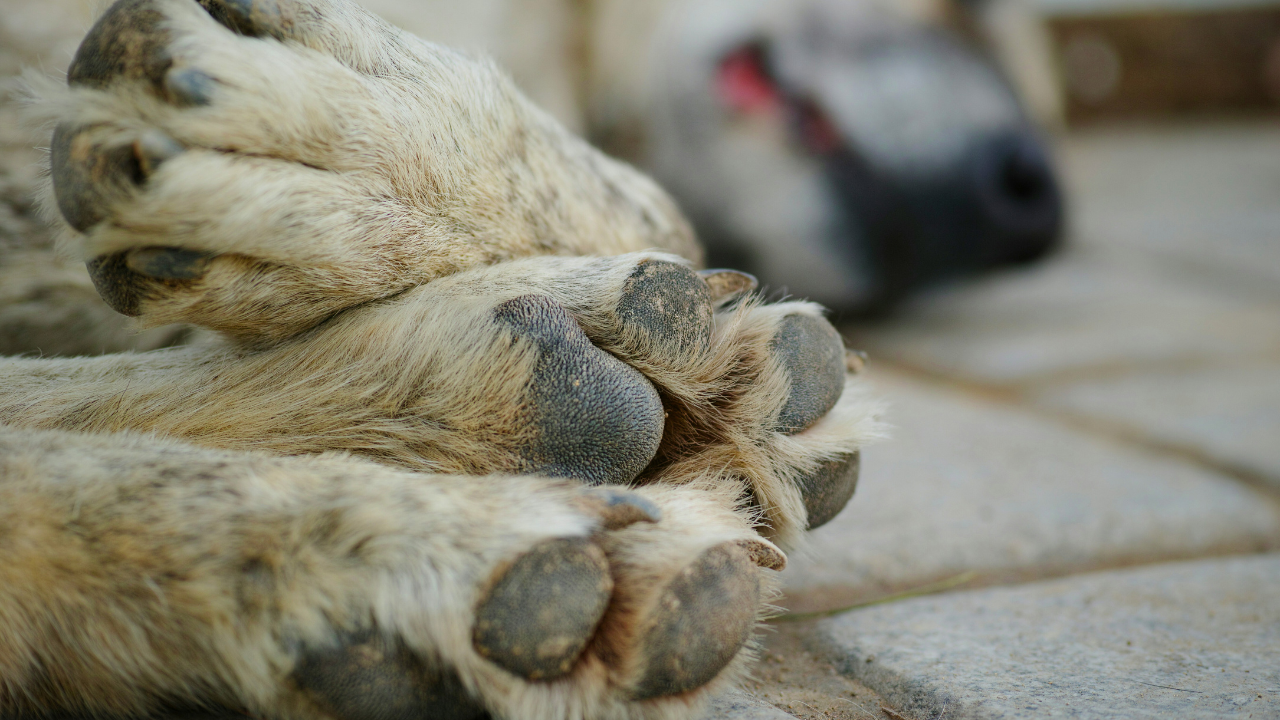 Signs Your Dog Is Sick: 18 Symptoms You Should Never Ignore bigmanlab