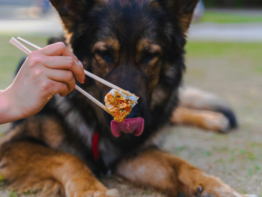 What Can Dogs Eat? 25 Human Foods That Are Safe (and Healthy) for Dogs bigmanlab