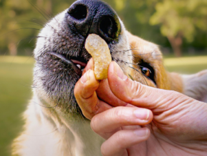 How Do I Switch My Dog’s Food Without Causing Diarrhea? bigmanlab