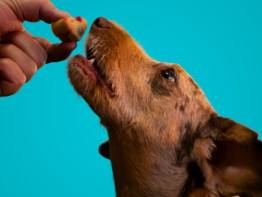 How Often Should You Feed Your Dog? A Complete Feeding Schedule by Age bigmanlab