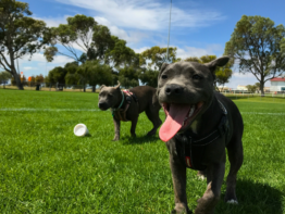 Best Dog Treats for Training: 14 Healthy and High-Value Rewards bigmanlab