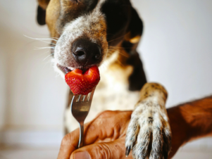 Can Dogs Eat Human Food Instead of Dog Food? bigmanlab