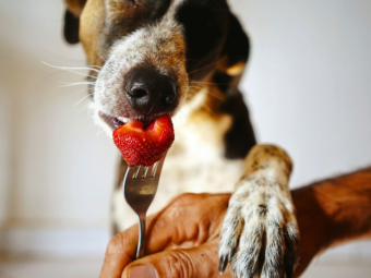 Can Dogs Eat Human Food Instead of Dog Food? bigmanlab