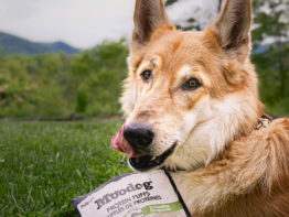Is Grain-Free Dog Food Actually Better for Dogs? bigmanlab