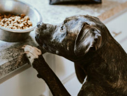 How Much Dry Dog Food Should I Feed My Dog Per Day? bigmanlab