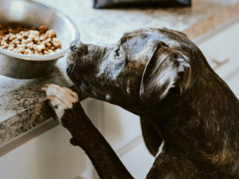 How Much Dry Dog Food Should I Feed My Dog Per Day? bigmanlab