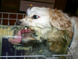 Wet vs Dry Dog Food: Which Is Healthier for Dogs? bigmanlab