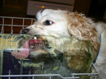 Wet vs Dry Dog Food: Which Is Healthier for Dogs? bigmanlab