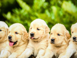 Can Puppies Eat Adult Dog Food? bigmanlab