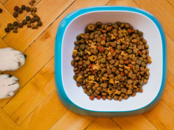 What Ingredients Should I Avoid in Dog Food? bigmanlab