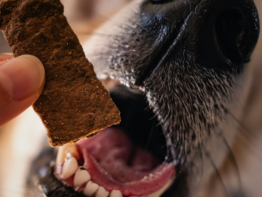 Is Cheap Dog Food Bad for Dogs? bigmanlab