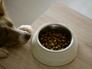 How Long Does Dog Food Last Once Opened? Complete Guide to Shelf Life & Safe Storage bigmanlab