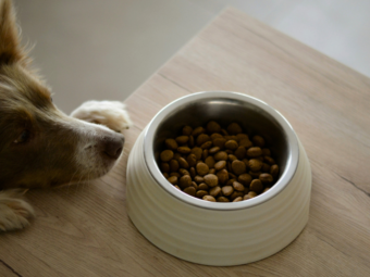 How Long Does Dog Food Last Once Opened? Complete Guide to Shelf Life & Safe Storage bigmanlab