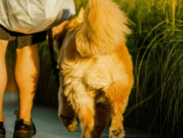 How to Help Your Dog Lose Weight: 15 Vet-Approved Tips That Actually Work bigmanlab