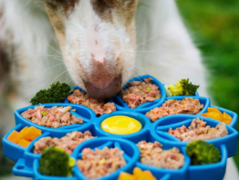 Best Dog Foods for Sensitive Stomachs: 12 Options Recommended by Experts bigmanlab