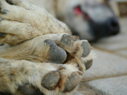 Signs Your Dog Is Sick: 18 Symptoms You Should Never Ignore bigmanlab